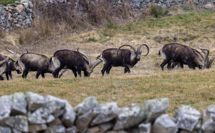 Herd of Ibex in Spain
